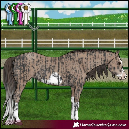 Horse Color:Black Splash Frame and Classic Champagne Splash Frame