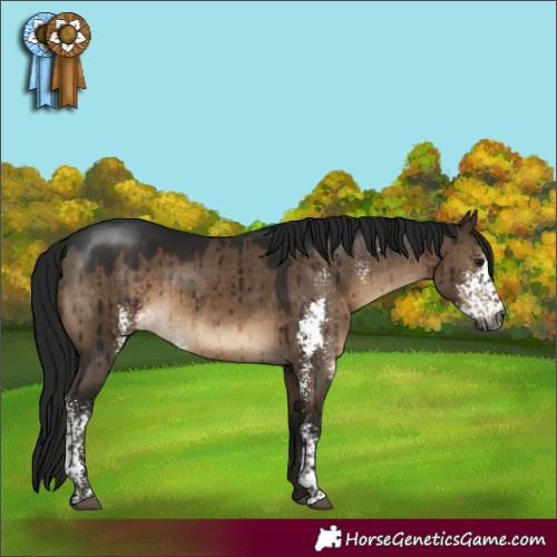 Horse Color:Gray Brown Dun Sabino Brindle 