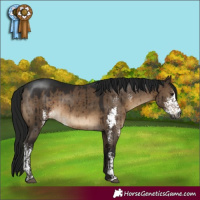 Horse Color:Gray Brown Dun Sabino Brindle 