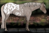 Horse Color:Silver Blue Roan Appaloosa 