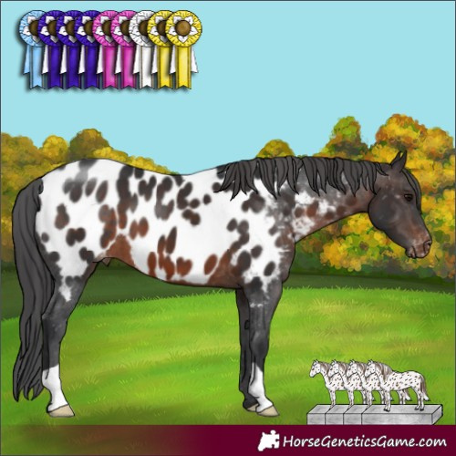 Horse Color:Brown Near Leopard