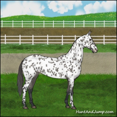 Horse Color:Grullo Near Leopard