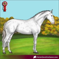 Horse Color:Liver Chestnut Sabino