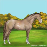 Horse Color:Black Pearl Sabino 
