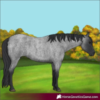 Horse Color:Blue Roan 
