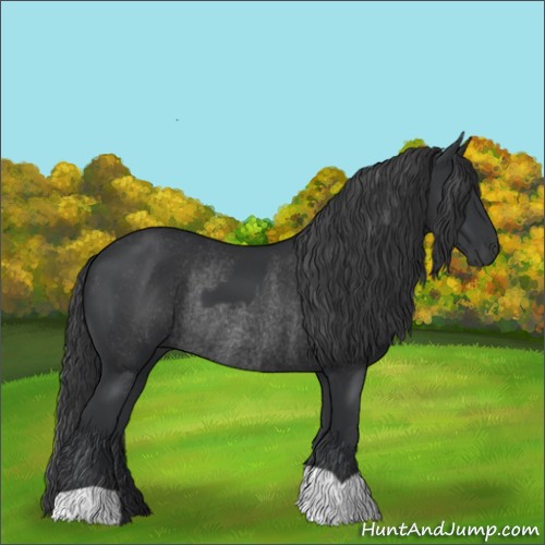 Horse Color:Black  and Black Rabicano 