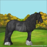 Horse Color:Black  and Black Rabicano 