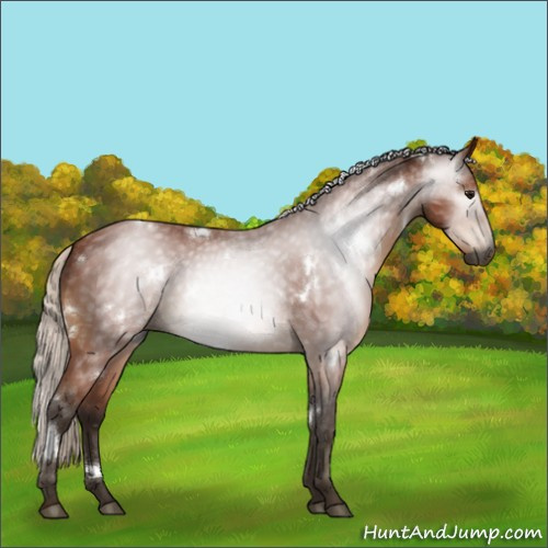 Horse Color:Gray White Spotted Silver Bay Sabino Rabicano 