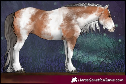 Horse Color:White Spotted Bay 