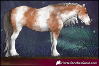 Horse Color:White Spotted Bay 