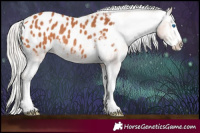 Horse Color:Silver Bay Splash Appaloosa 