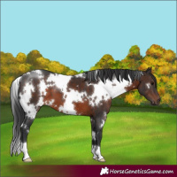 Horse Color:White Spotted Brown 