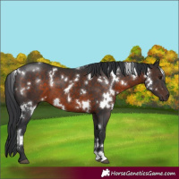 Horse Color:White Spotted Brown 