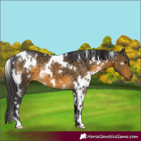 Horse Color:White Spotted Buckskin 
