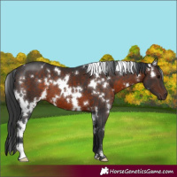 Horse Color:White Spotted Brown 