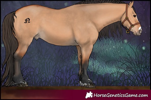 Horse Color:Bay Dun