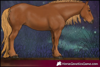 Horse Color:Gray Chestnut 