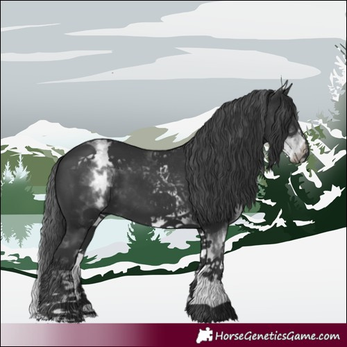 Horse Color:White Spotted Black 