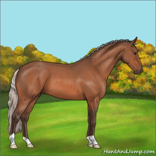 Horse Color:Silver Bay Roan