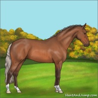 Horse Color:Silver Bay Roan