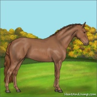 Horse Color:Red Roan 