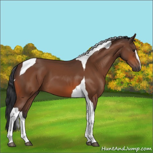 Horse Color:Bay Sabino Tobiano