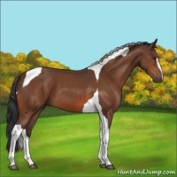 Horse Color:Bay Sabino Tobiano 