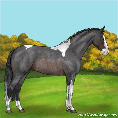 Horse Color:Brown Roan Splash Tobiano