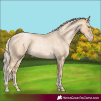 Horse Color:Palomino Roan Pearl 