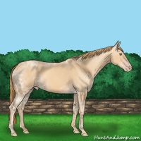 Horse Color:Gold Champagne Ice 