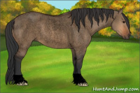 Horse Color:Void Bay Roan Dun 