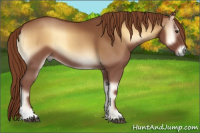 Horse Color:Red Onyx 