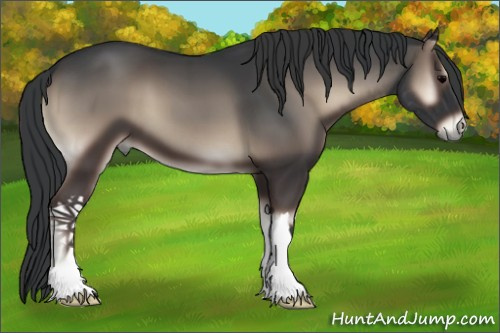 Horse Color:Blue Onyx 