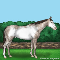 Horse Color:Classic Champagne Ice Frame 