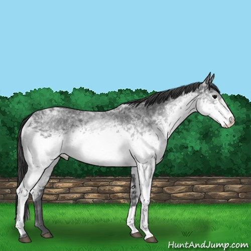 Horse Color:White Spotted Black Ice 
