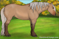 Horse Color:Silver Bay Dun