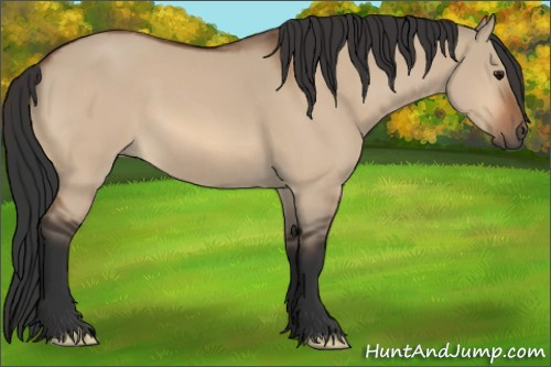 Horse Color:Bay Dun 