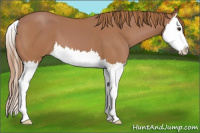 Horse Color:Chestnut Splash 