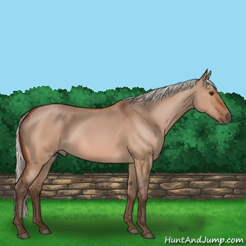 Horse Color:Silver Bay Roan Dun 