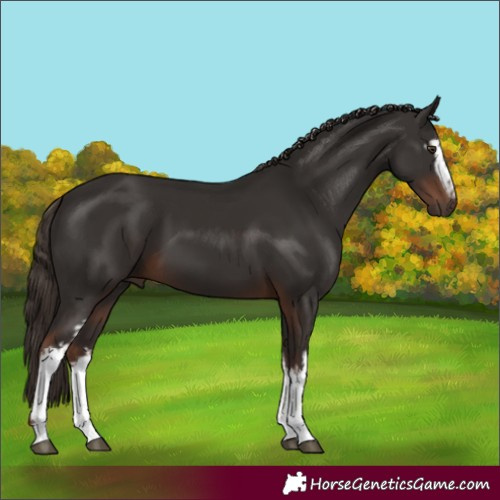 Horse Color:White Spotted Liver Chestnut 