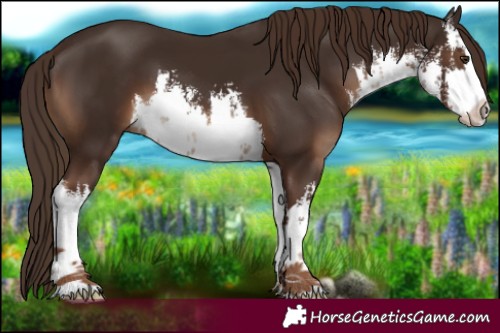 Horse Color:White Spotted Liver Chestnut 