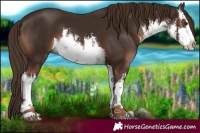 Horse Color:White Spotted Liver Chestnut 