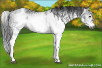 Horse Color:Gray White Spotted Black  and Gray White Spotted Black 