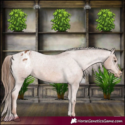 Horse Color:Chestnut Appaloosa 
