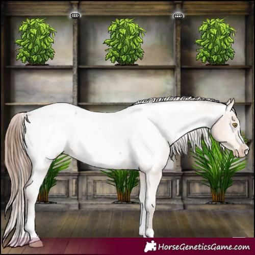 Horse Color:Amber Champagne Appaloosa 