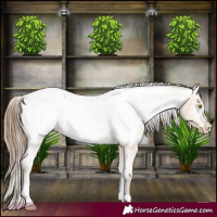 Horse Color:Amber Champagne Appaloosa 