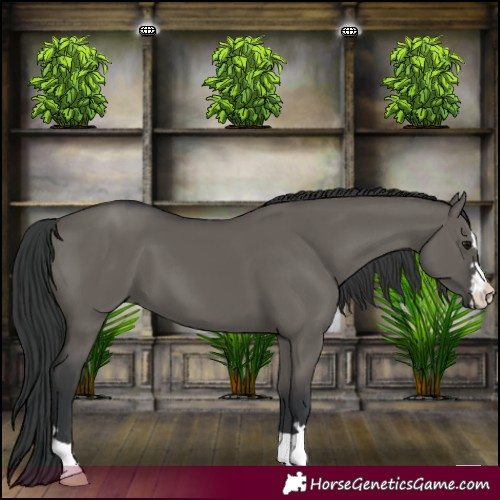 Horse Color:Grullo 