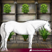 Horse Color:Cremello Roan Appaloosa 