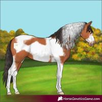Horse Color:Bay Tobiano Frame 