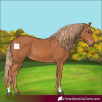 Horse Color:Chestnut 